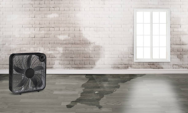 Best Professional water damage repair  in Fort Recovery, OH